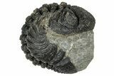 Wide, Curled Morocops Trilobite - Morocco #347251-1